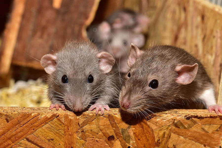 Castagnede - Rats - Stop Guêpes, Frelons et Nuisibles