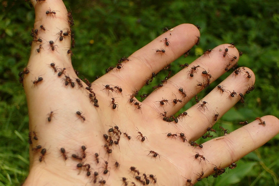 Masparraute - Fourmis - Stop Guêpes, Frelons et Nuisibles