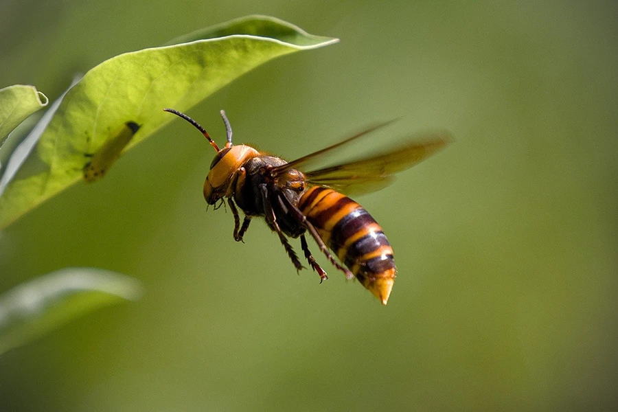 frelon Stop Guêpes, Frelons et Nuisibles