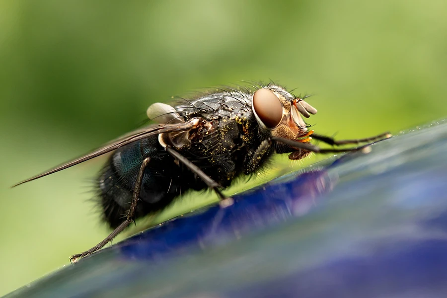 Saubrigues - Insectes nuisibles - Stop Guêpes, Frelons et Nuisibles