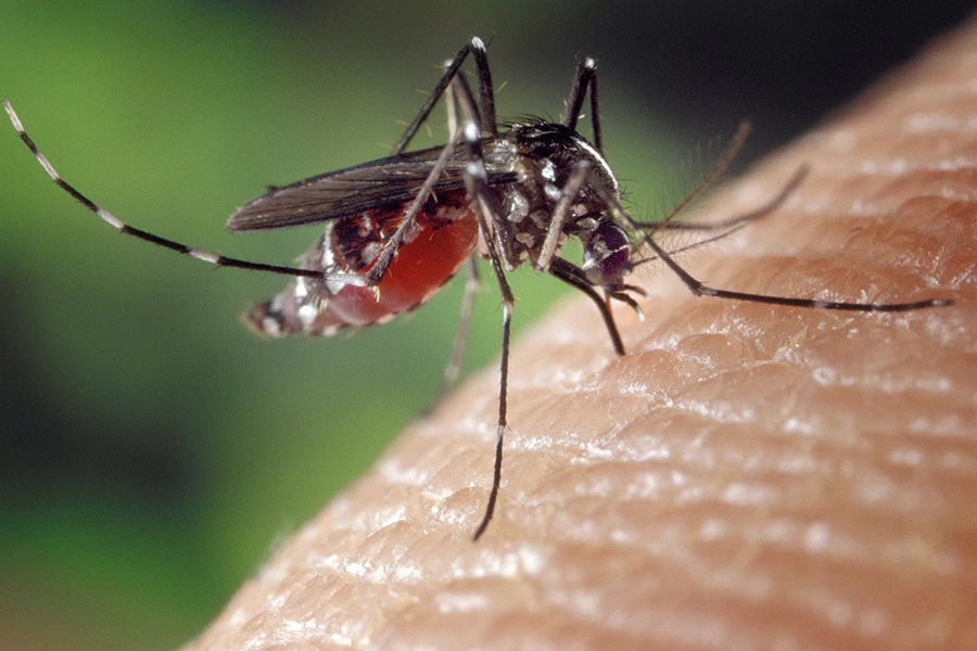 moustique Stop Guêpes, Frelons et Nuisibles